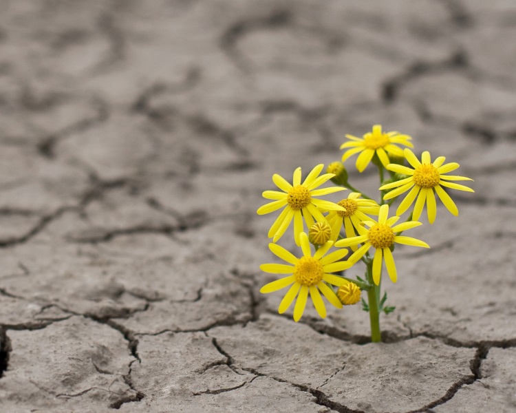 Horizontal side view of a lonely yellow flower growing on dried cracked soil