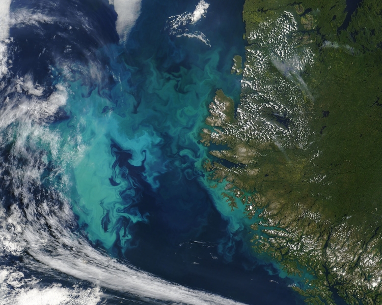 An image of a phytoplankton bloom captured by the Moderate Resolution Imaging Spectroradiometer (MODIS) on NASA’s Terra satellite on August 1, 2004.