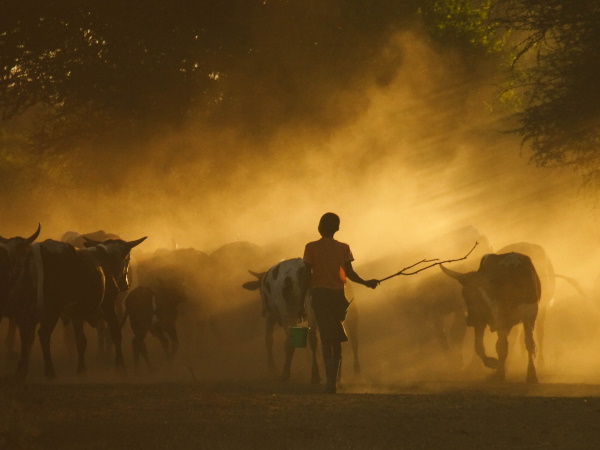 Cattle coming in from the fields in the evening.