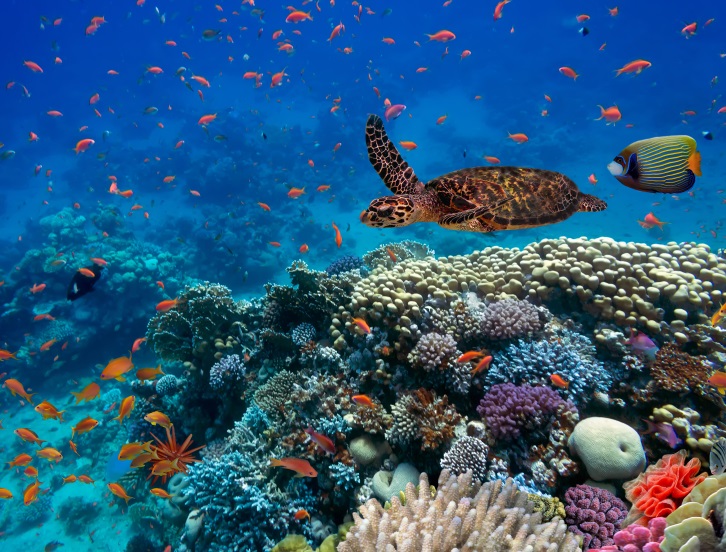 Tropical fish and turtle in the Red Sea, Egypt
